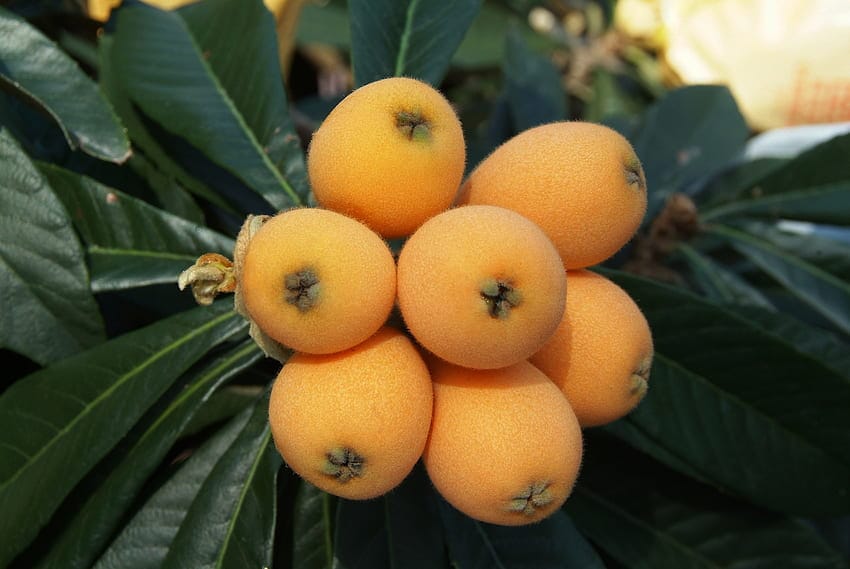 Loquat khane ke fayde aur nuksan